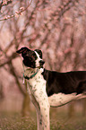 standing Mongrel