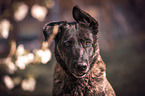 Mongrel portrait