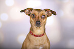 Mongrel portrait