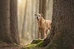 standing Mongrel