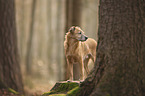 standing Mongrel