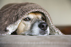 Mongrel portrait