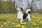 Mongrel on a flower meadow