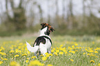 Mongrel on a flower meadow