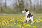 Mongrel on a flower meadow