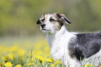 Mongrel portrait
