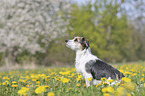 Mongrel on a flower meadow