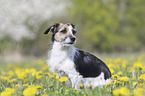 Mongrel on a flower meadow