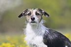 Mongrel portrait