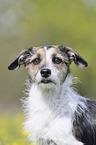 Mongrel portrait