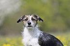 Mongrel portrait