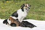 Mongrel mother with her puppies