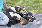 Mongrel mother with her puppies