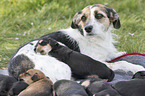 Mongrel mother with her puppies