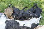 Mongrel mother with her puppies