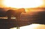 Mongrel at the beach