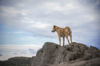 Mongrel on a rock