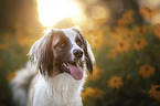 mongrel portrait