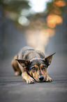 lying Mongrel