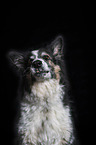 Mongrel Portrait