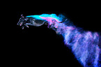 mongrel with holi powder