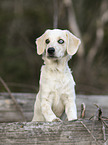 young mongrel