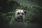 mongrel dog in the forest