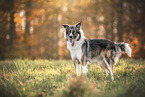 mongrel at autumn time