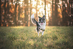 mongrel at autumn time