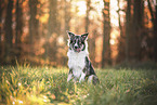 mongrel at autumn time