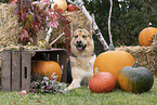 mongrel in autumn