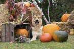 mongrel in autumn