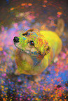 Mongrel with holi colours