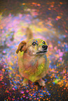 Mongrel with holi colours