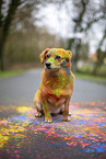 Mongrel with holi colours