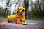 Mongrel with holi colours