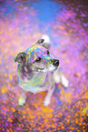 Mongrel with holi colours