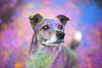 Mongrel with holi colours