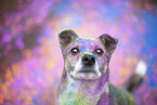 Mongrel with holi colours