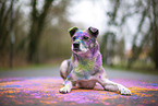 Mongrel with holi colours