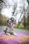 Mongrel with holi colours