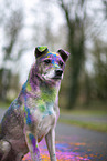 Mongrel with holi colours