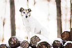 Mongrel in snow