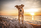 mongrel at the beach