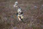 Mongrel