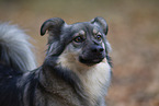 Mongrel
