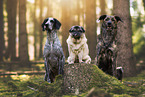 Dogs in the woods