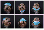 Mongrel dog