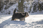 mongrel dog in snow