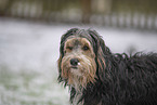 mongrel dog in snow